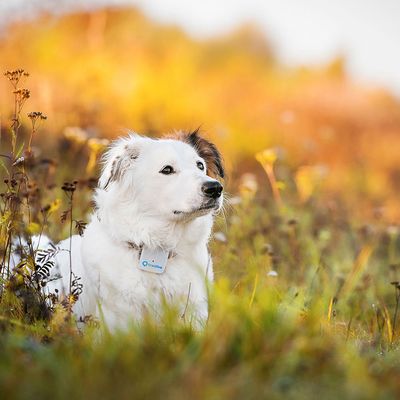 Traceur Tractive Gps à Portée Illimitée Pour Chien Et Chat