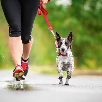 Traceur Tractive Gps à Portée Illimitée Pour Chien Et Chat