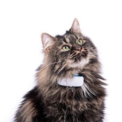 Traceur Tractive Ikati Gps Avec Collier Pour Chat Zooplus