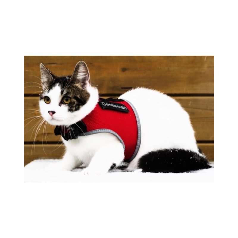 https://shop-cdn-m.mediazs.com/shop/customerpictureupload/012021/17/3830195938622029545/b800.jpg